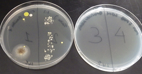 Hoe dood alcohol bacterien