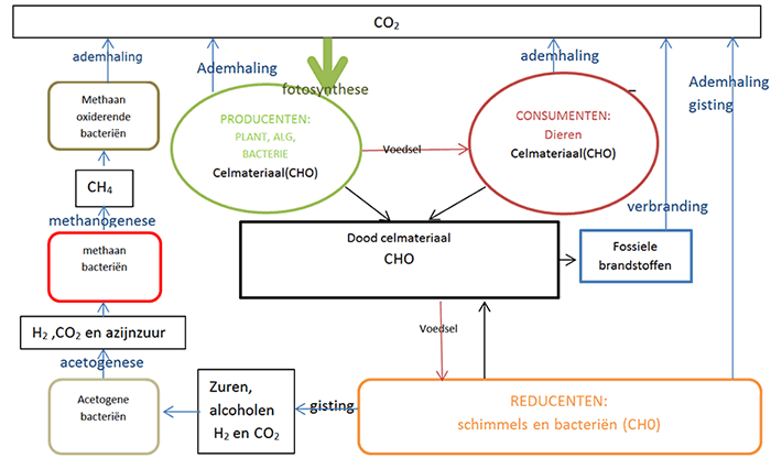 aeroob anaeroob bacterien