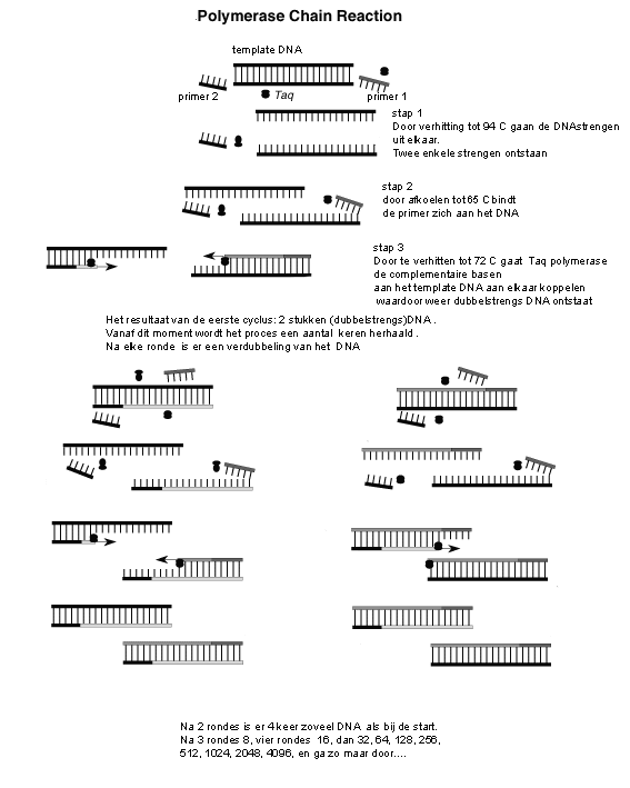 PCR schema