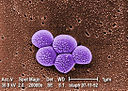 MRSA