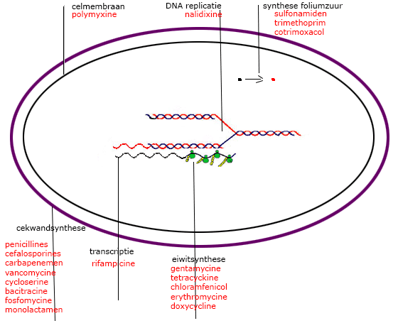 werking antibiotica