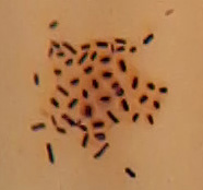 Azotobacter in slijmlaag