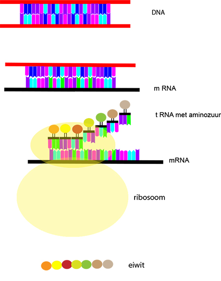 transcriptie translatie