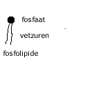 fosfolipide