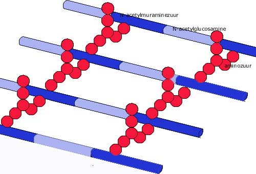 mucopeptide