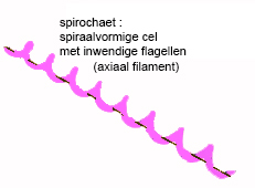 spirochaet