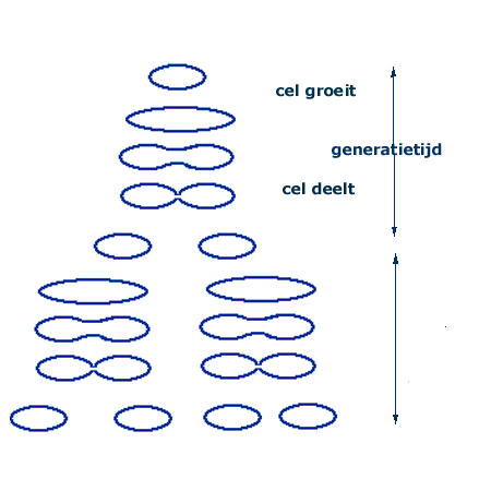 griei1celdeling