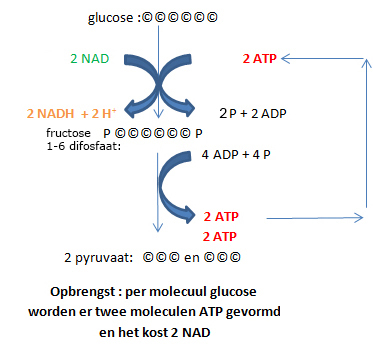 glycolyse