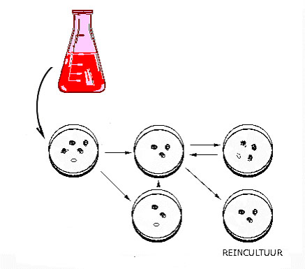 schema stappen reincultuur